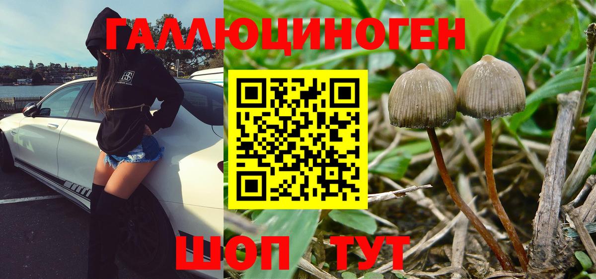 Галлюциногенные грибы Cubensis  Вход с VPN  Сокол 